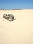 foto scattata al parco nazionale delle dune di Fuerteventura