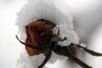 Neve