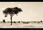 Scattata quest'estate in Tanzania...che posti meravigliosi. Mi mancano proprio.
Graditi commenti e critiche, come al solito!