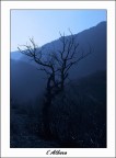 l'Albero