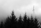 Uno strano albero