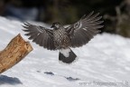 Mi piace il momento in cui gli uccelli rallendano bruscamente la loro velocit.

Aprono completamente tutte le penne delle ali e della coda, ma proprio tutte....... un vero spettacolo....

Ciao

Gerardo