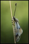 Libelloides sp.