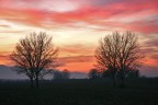 Alberi in coppia