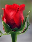 My lady in Red