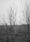 Boretto 2009, 3