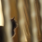 il gatto 2