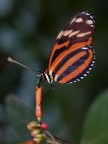 Queen Mimic Tiger