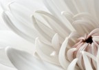 petali bianchi_2