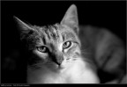 Gattina curiosa