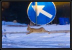 Qui  la strada
