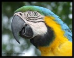 Allo zoo