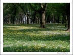fioritura