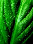 Il pianto verde...