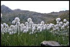 Montagna