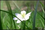 Fiore