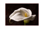 calla