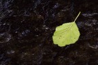 Caduta