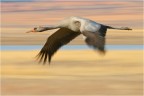 Panning