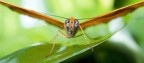 Dryas iulia