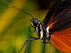 Olympus E-1
Zuiko 50 mm macro con Flash FL 36
Iso 100
F 6,7
1/180 sec.