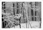 inverno