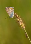 Polyommatus icarus