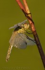 libellula..il nome non lo so...aiuto