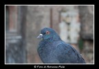 Il Piccione