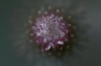 Il Fiore Del Buio