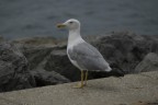 Curioso abitante della scogliera di Barcola