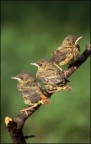 birds waiting...