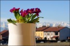 vaso