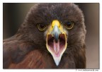 Falco di  harris
