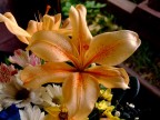 Fiore