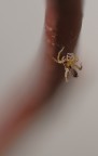 ragnettolino