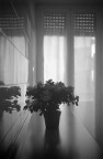 fiori