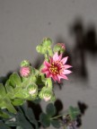 Olympus C300Zoom