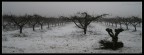 neve