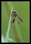 Ancora una vecchia foto.

100mm, 1/125s, F/6.3, iso500