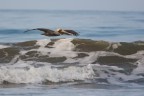 Pellicano