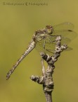 libellula a ruota