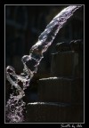 H2O