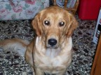 Questa  il mio cane.
Foto scattata di notte con il flash (si vede anche il riflesso negli occhi del cane)