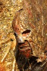 maschera