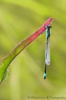 libellula appesa