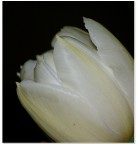 Tulipano