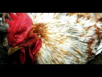 Gallo domestico