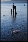 Cigno