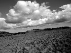 fields